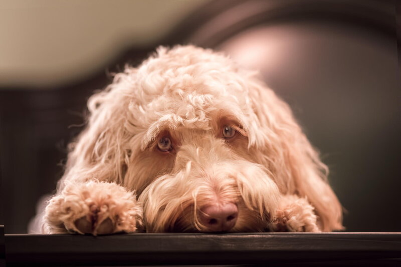 Fluffy Cream Dog — Calm, Photograph