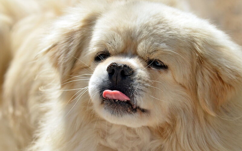 Fluffy Cream Dog — Calm