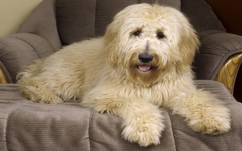 Fluffy Cream Dog