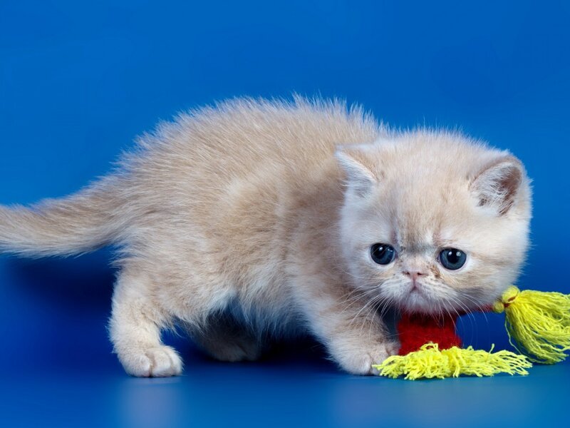 Fluffy Cream Kitten — Blue, Playful, Photograph