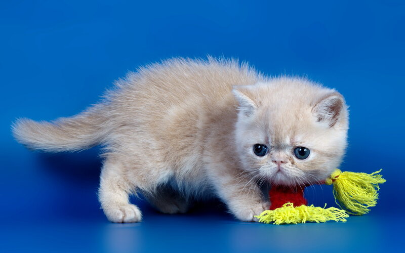 Fluffy Cream Kitten — Blue, Playful