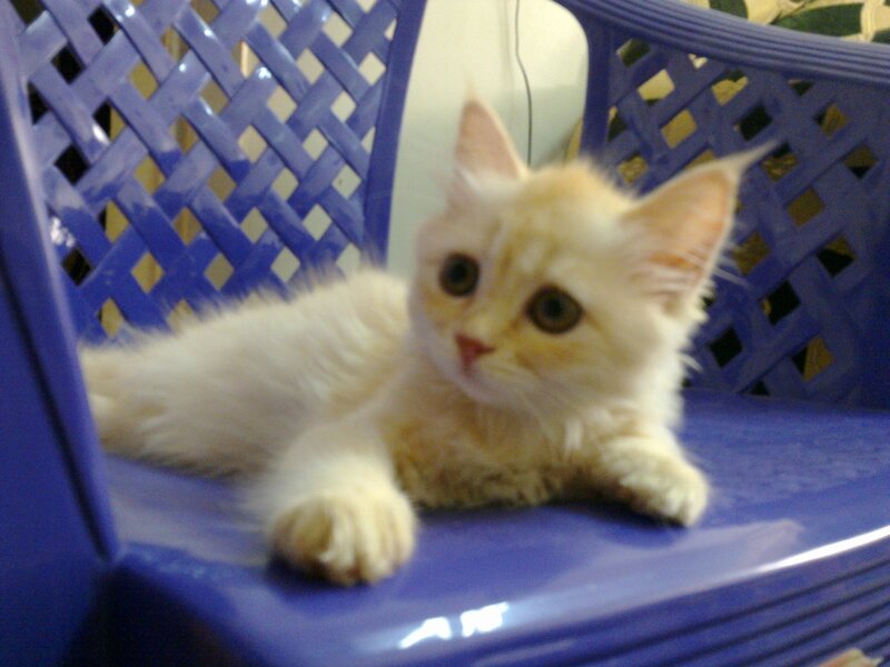 Fluffy Cream Kitten — Blue