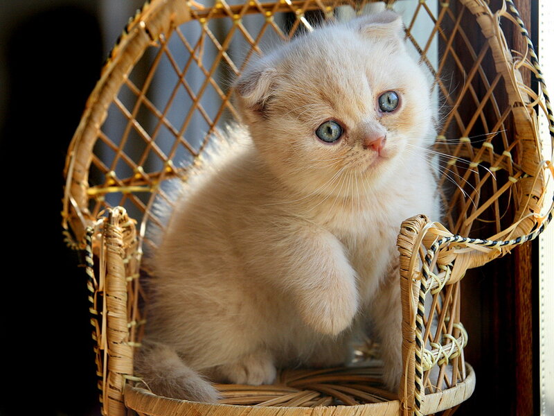 Fluffy Cream Kitten — Calm, Afternoon, Photograph