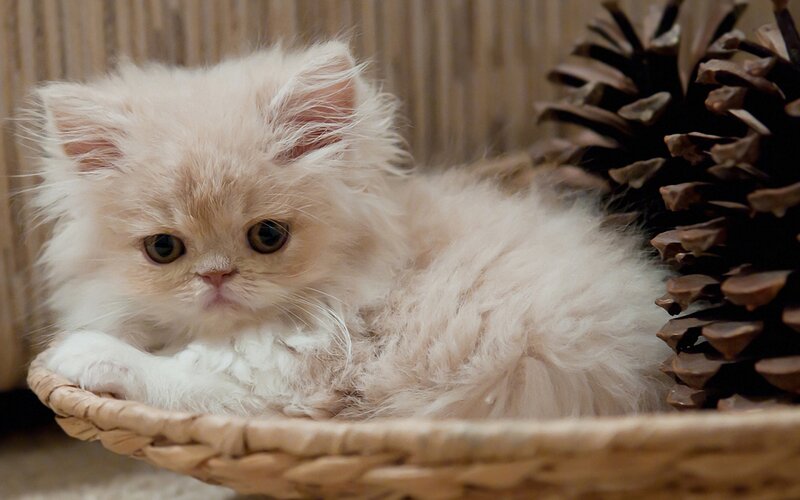 Fluffy Cream Kitten — Calm, Photograph, Basket, Pinecone