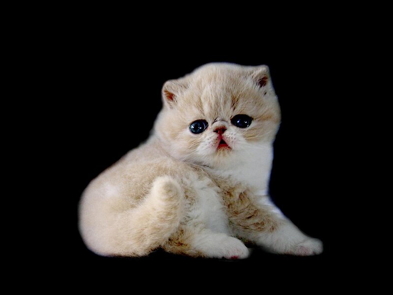 Fluffy Cream Kitten — Calm, Photograph, Black Background