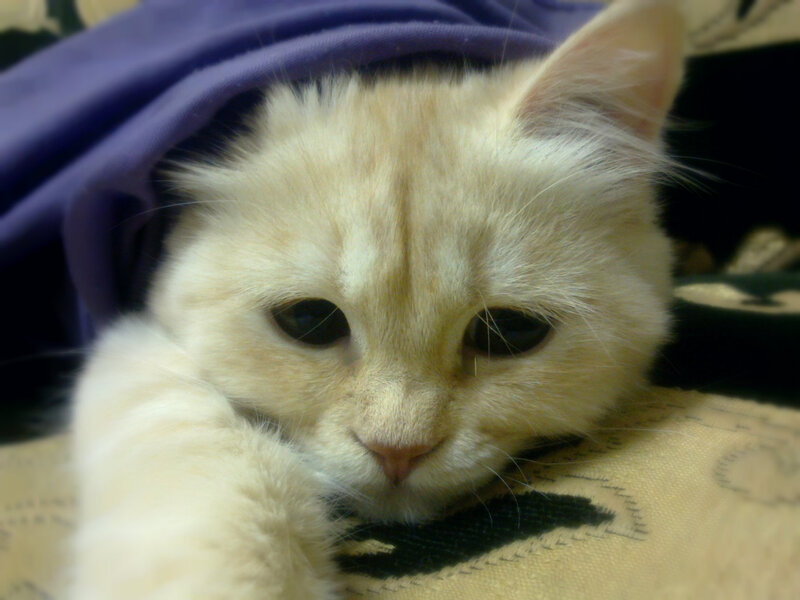 Fluffy Cream Kitten — Calm, Photograph, Blanket, Pillow