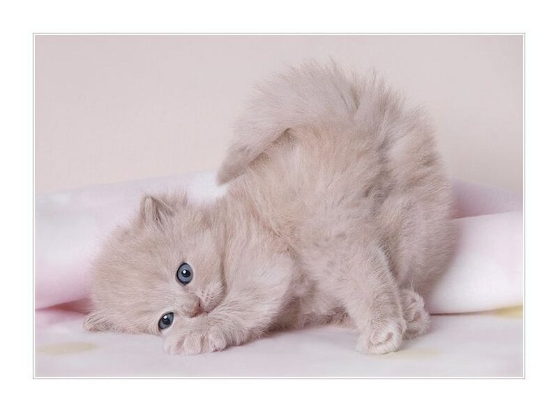 Fluffy Cream Kitten — Calm, Photograph, Blanket