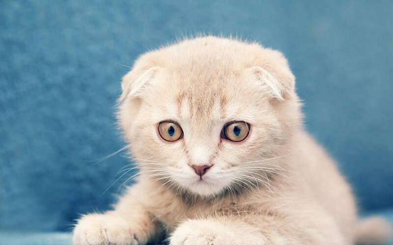 Fluffy Cream Kitten — Calm, Photograph, Blue Background