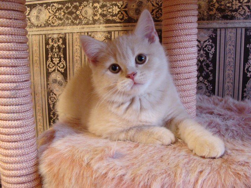 Fluffy Cream Kitten — Calm, Photograph, Cat Tree