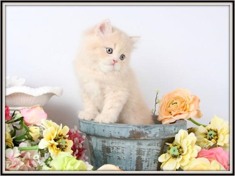 Fluffy Cream Kitten — Calm, Photograph, Flowers