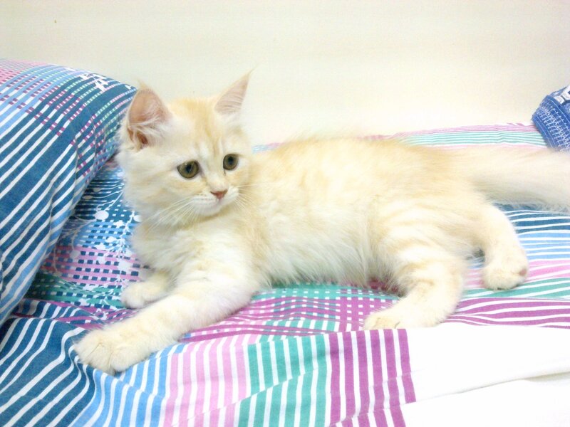Fluffy Cream Kitten — Calm, Photograph, Pillow