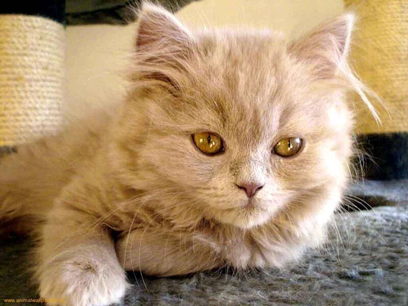 Fluffy Cream Kitten — Calm, Photograph