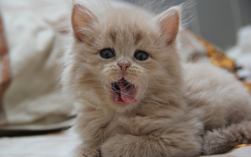 Fluffy Cream Kitten — Calm, Photograph, Yawning