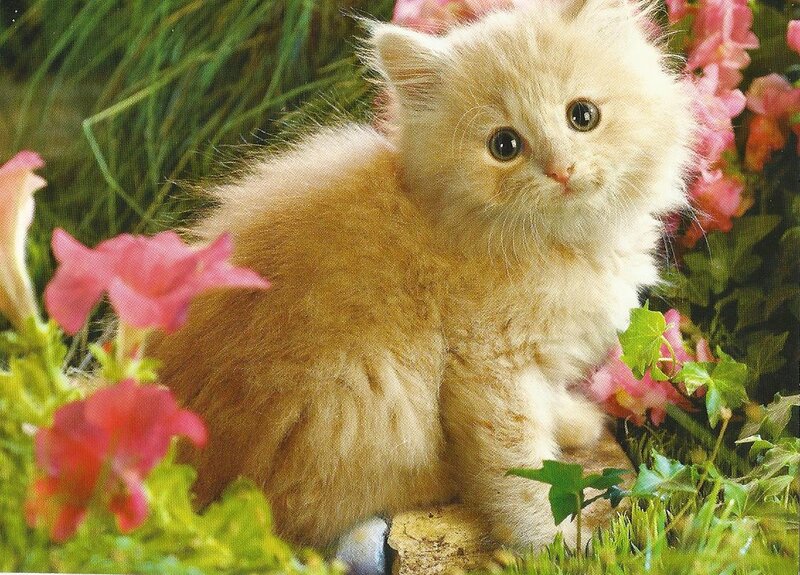 Fluffy Cream Kitten — Calm, Spring, Photograph, Flowers