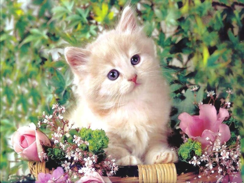 Fluffy Cream Kitten — Calm, Spring, Photograph