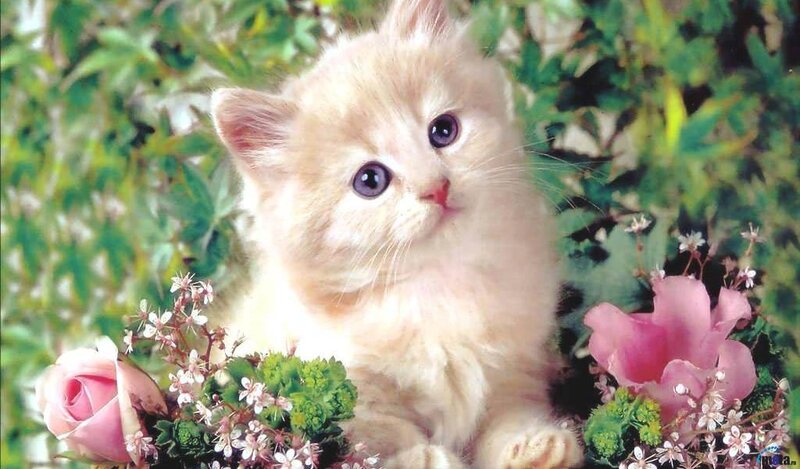 Fluffy Cream Kitten — Calm, Spring