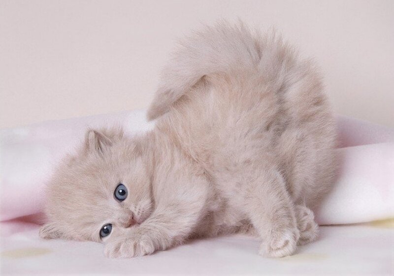 Fluffy Cream Kitten — Calm