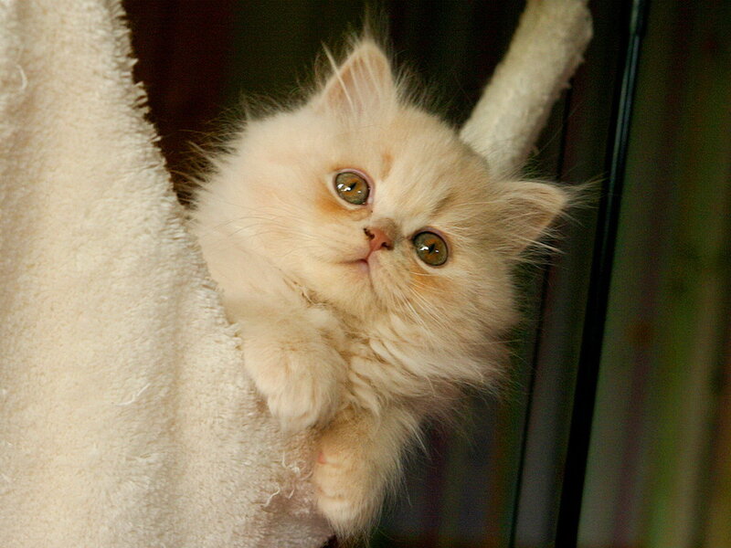 Fluffy Cream Kitten — Curious, Photograph