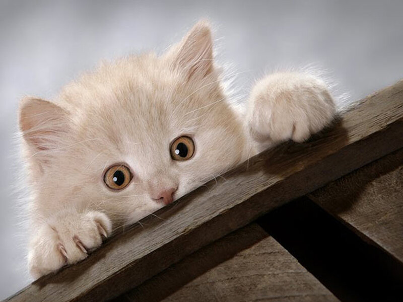 Fluffy Cream Kitten — Curious