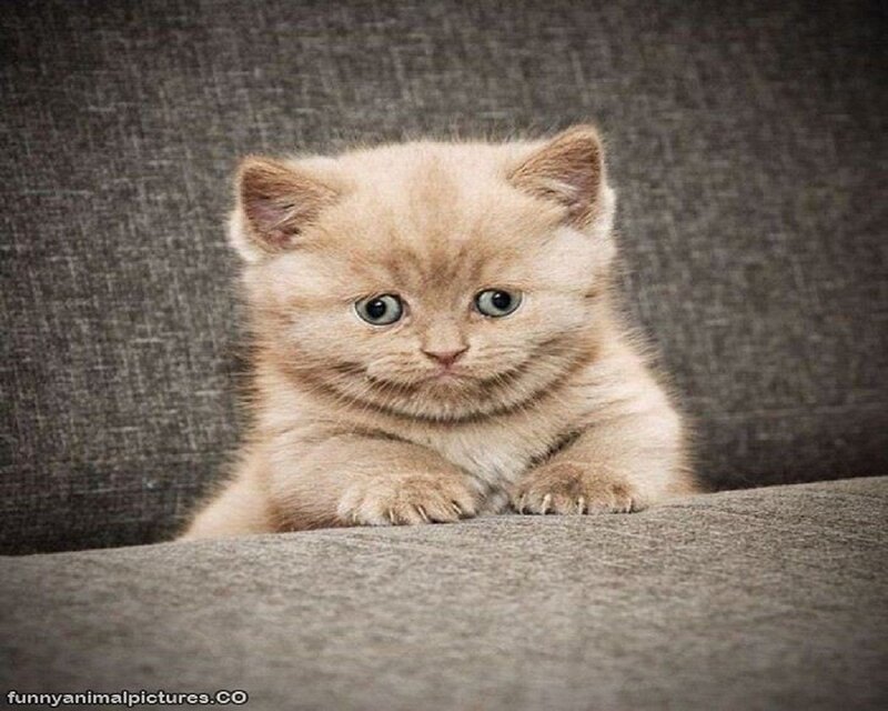 Fluffy Cream Kitten — Gray