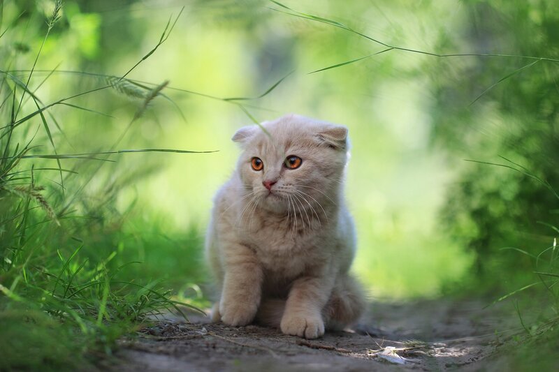 Fluffy Cream Kitten — Green, Serene