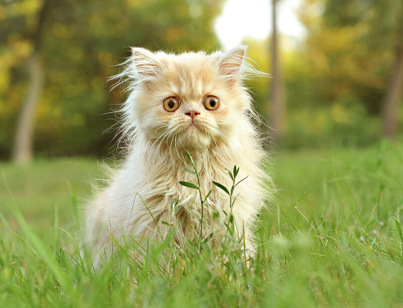 Fluffy Cream Kitten — Green