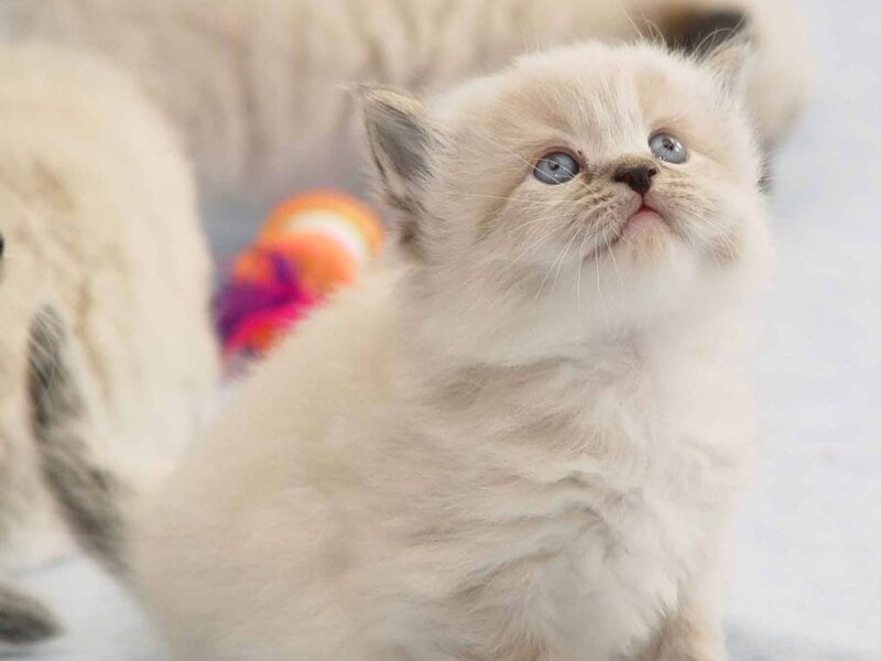 Fluffy Cream Kitten — Innocent
