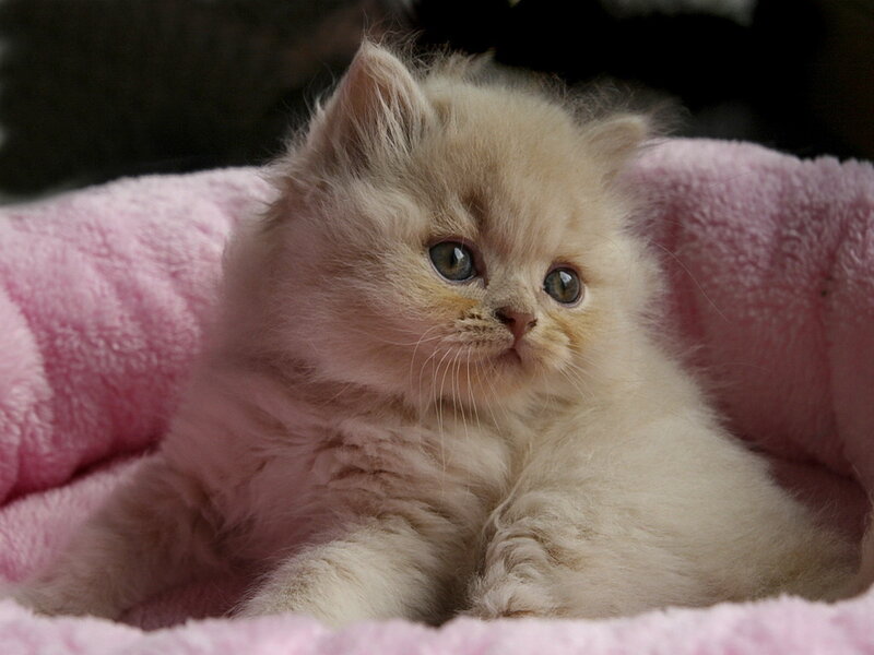 Fluffy Cream Kitten — Pink