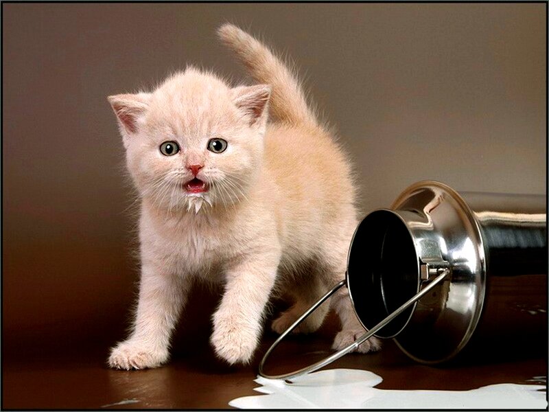 Fluffy Cream Kitten — Playful