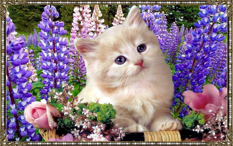 Fluffy Cream Kitten — Purple, Serene