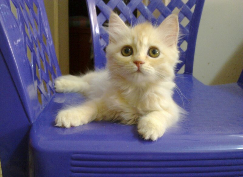 Fluffy Cream Kitten — Purple