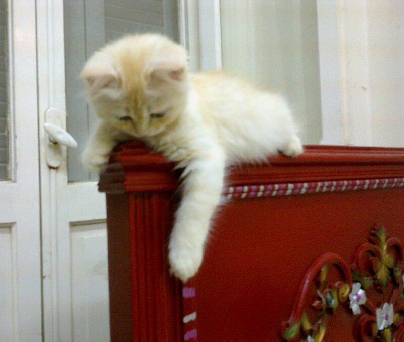 Fluffy Cream Kitten — Red, Calm