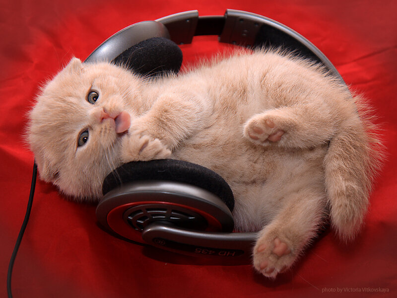 Fluffy Cream Kitten — Red, Playful