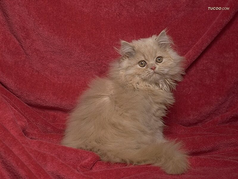Fluffy Cream Kitten — Red