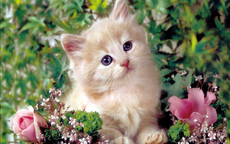Fluffy Cream Kitten — Serene