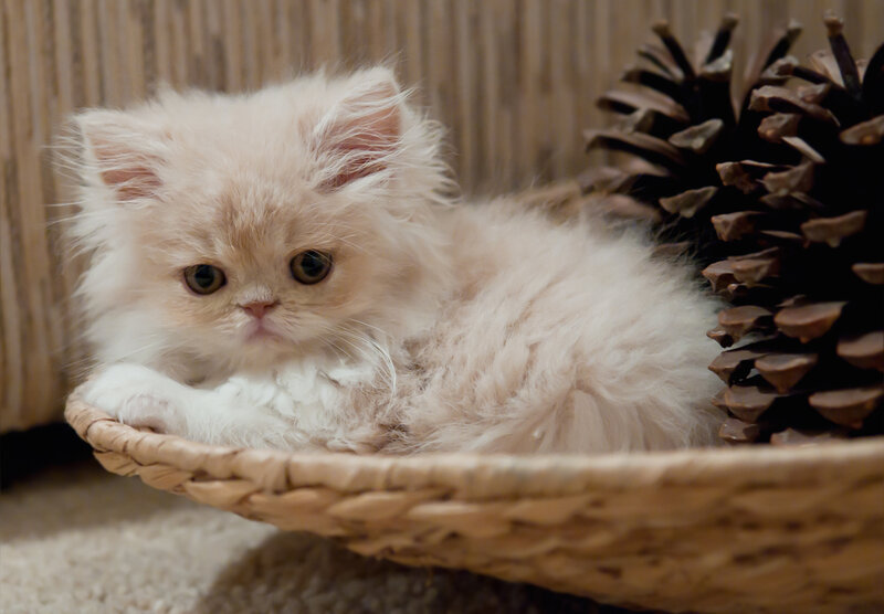 Fluffy Cream Kitten