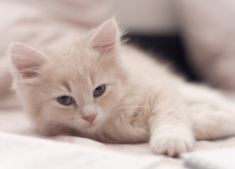 Fluffy Cream Kitten — White, Calm