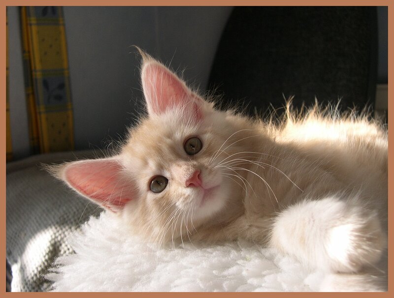 Fluffy Cream Kitten — White