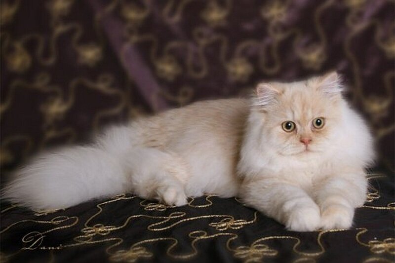 fluffy cream Persian cat
