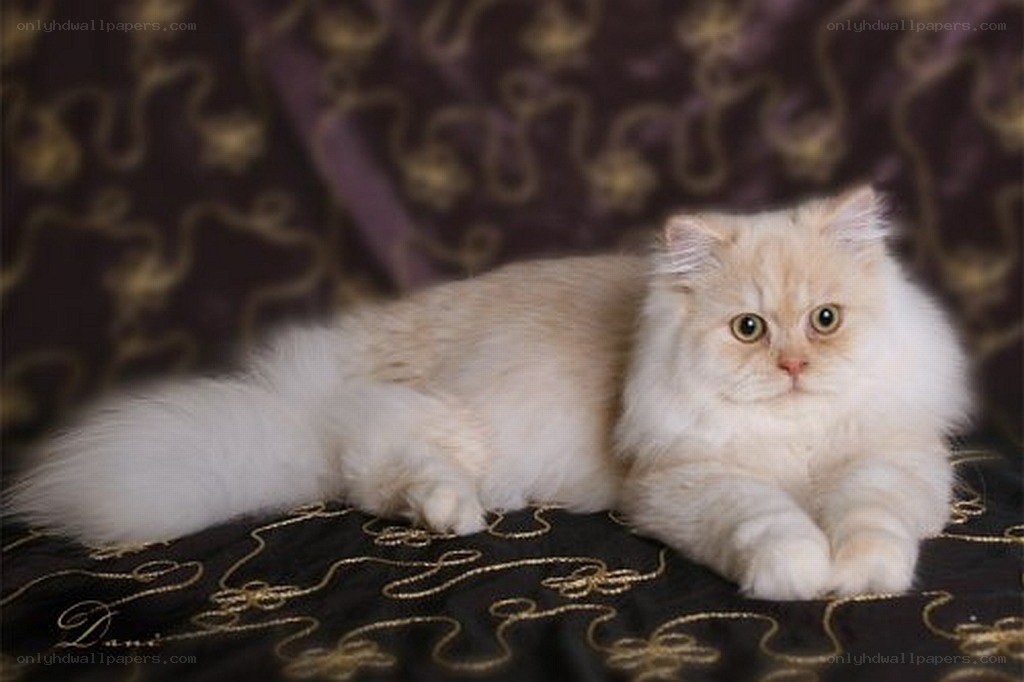 fluffy cream Persian cat