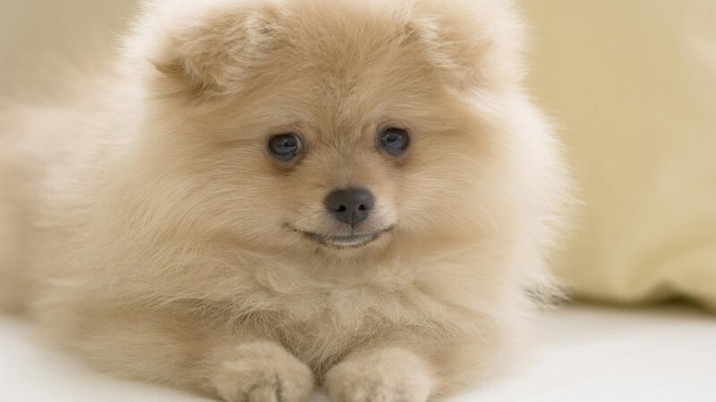 fluffy cream pomeranian puppy