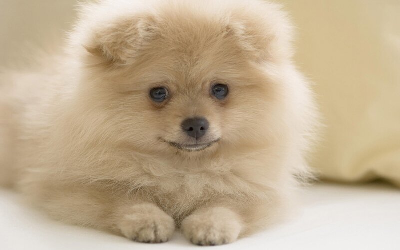 fluffy cream puppy