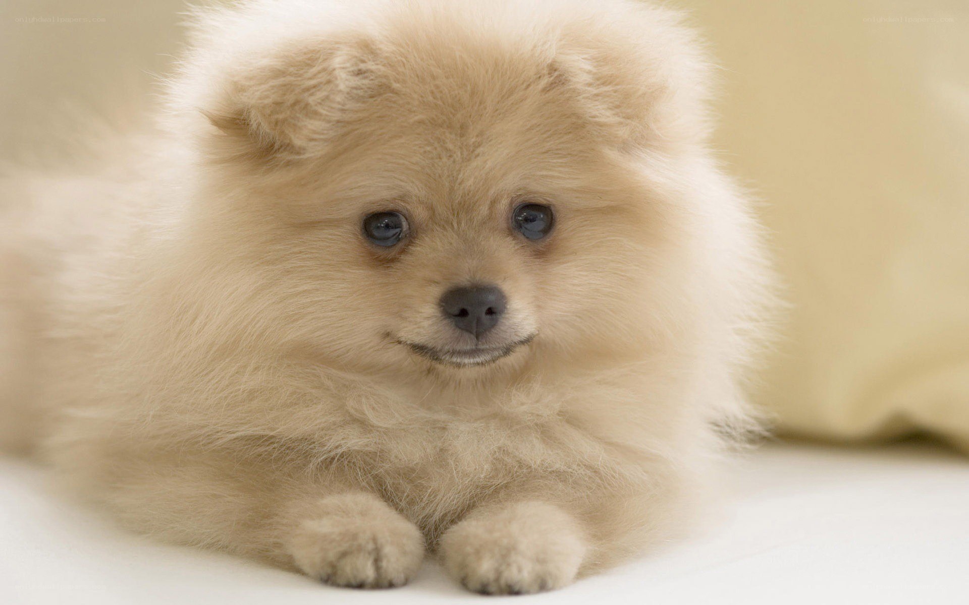 fluffy cream puppy
