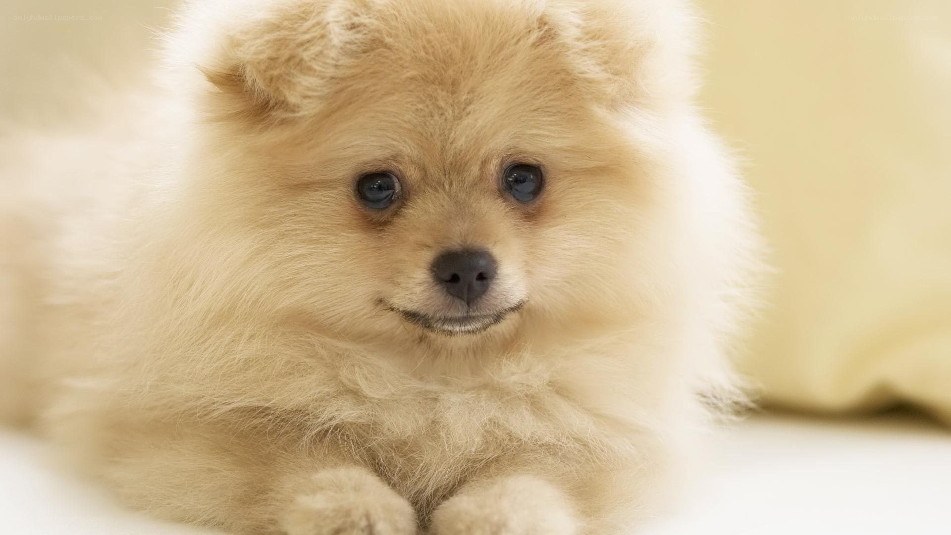 fluffy cream puppy