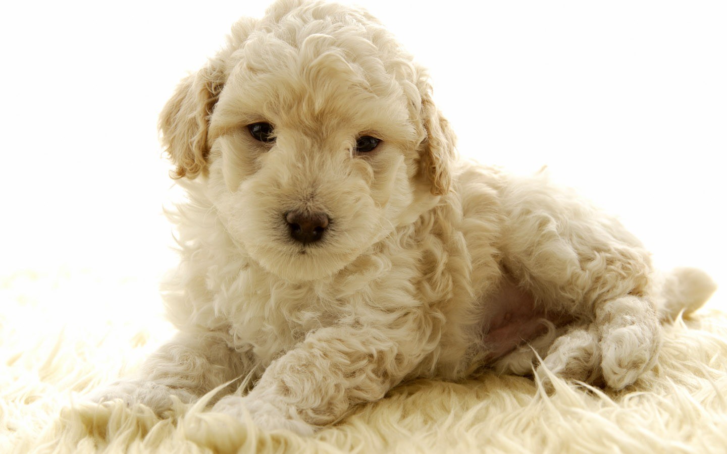 fluffy cream puppy