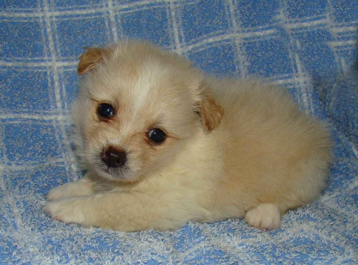 fluffy cream puppy