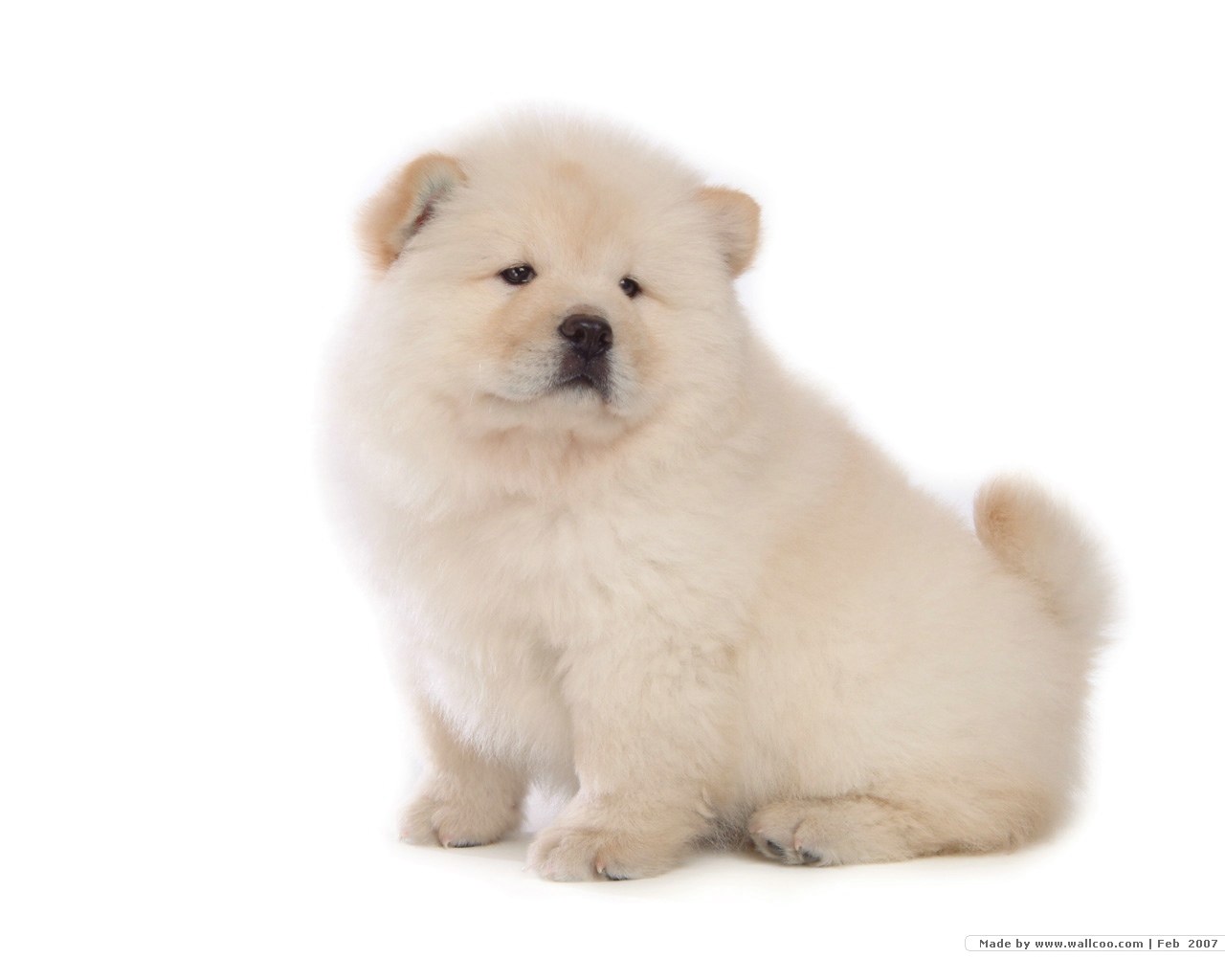 fluffy cream puppy