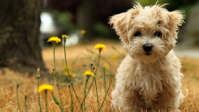 Fluffy Cream Puppy — Calm, Afternoon, Photograph, Dandelions, Grass, Tree