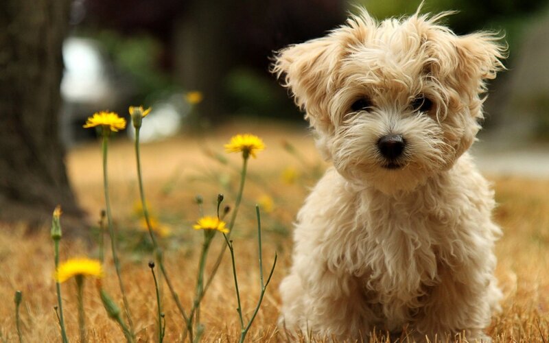 Fluffy Cream Puppy — Calm, Afternoon, Photograph, Dandelions