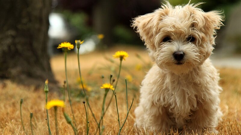 Fluffy Cream Puppy — Calm, Afternoon